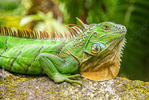 Green iguana  Arenal National Park  La Fortuna  Costa Rica