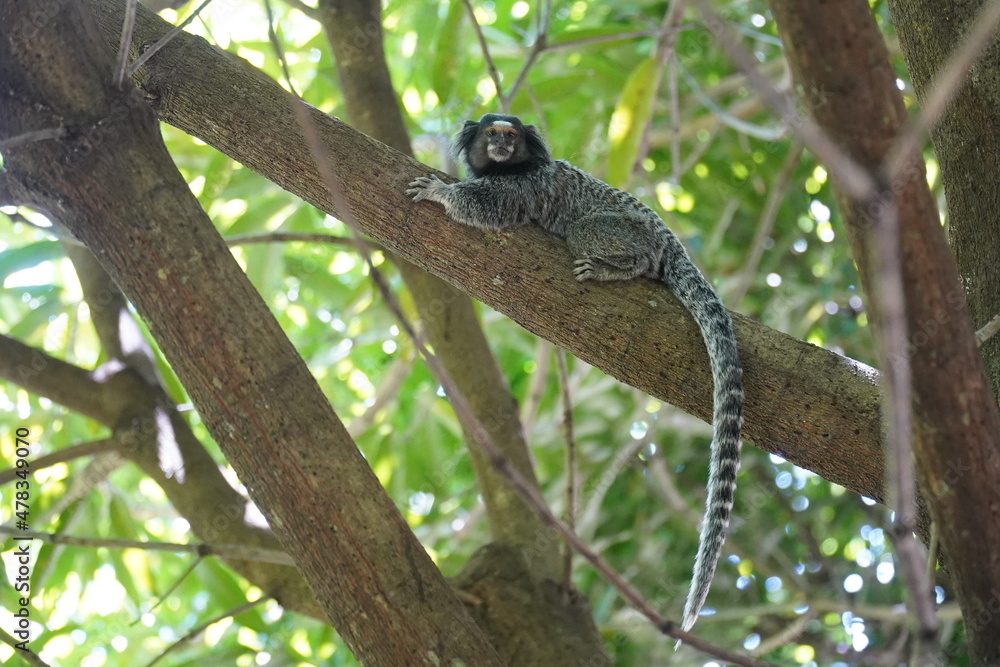 Sagui monkey in the wild. White tufted ear Marmoset in Rio de Janeiro, Brazil. Sagui monkey in the wild. White tufted ear Marmoset in Rio de Janeiro, Brazil.