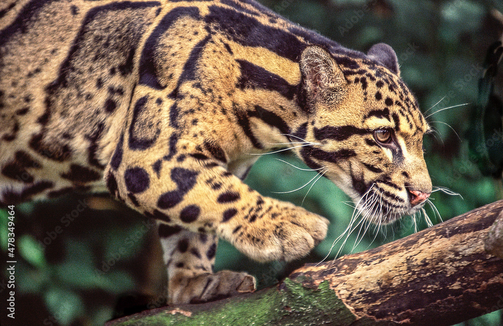 Naklejka premium A beautifully spotted Clouded leopard prowling through the forest.