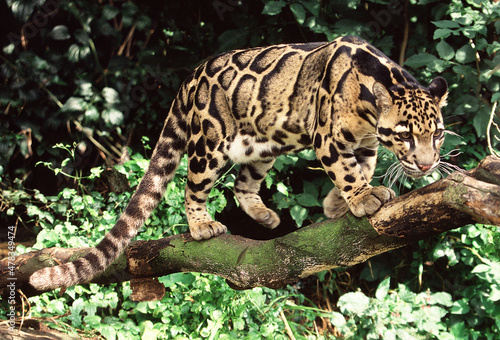 A beautifully spotted Clouded leopard in search of food.