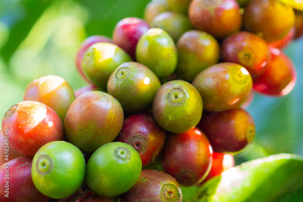 Fresh coffee beans on coffee tree branches Fresh coffee beans on coffee tree branches