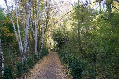 Allée d'arbre sous un soleil d'automne