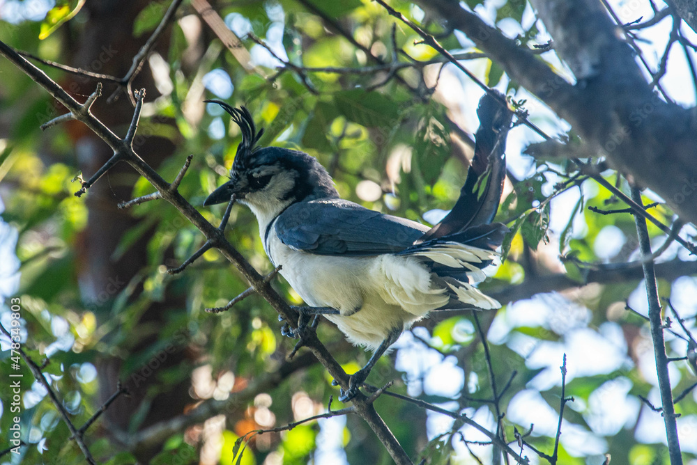 Blue and white Magpie-Jay bird, Rincon de la Vieja National Park, Guanacaste, Costa Rica Blue and white Magpie-Jay bird, Rincon de la Vieja National Park, Guanacaste, Costa Rica