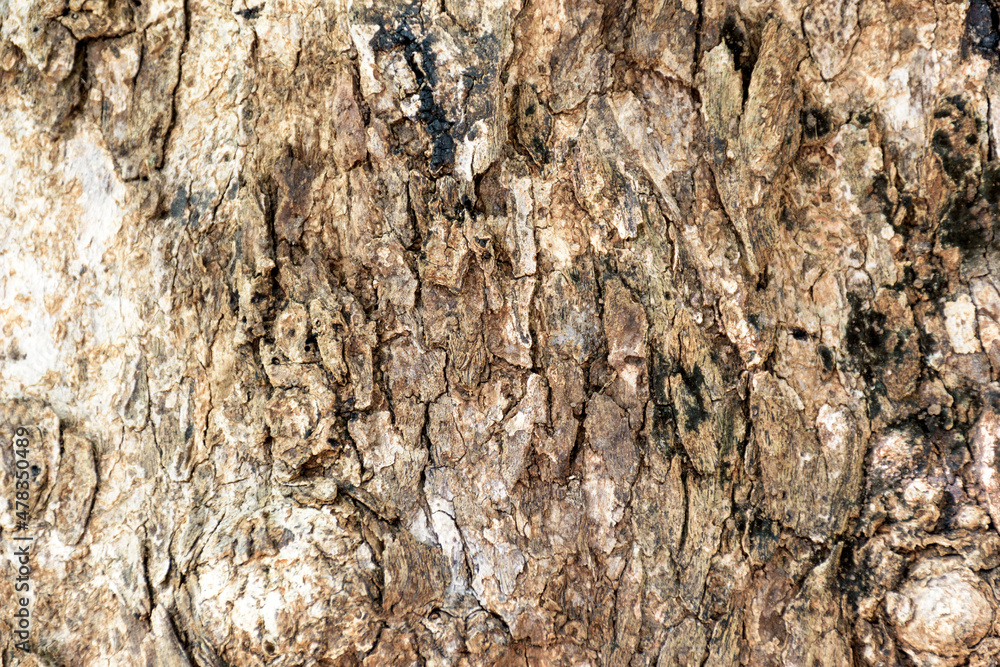 background, material, texture, old, surface, textured, pattern, wooden, closeup, brown, abstract, tree, nature, natural, timber, wood, board, structure, wallpaper, lumber, backdrop, forest
background, material, texture, old, surface, textured, pattern, wooden, closeup, brown, abstract, tree, nature, natural, timber, wood, board, structure, wallpaper, lumber, backdrop, forest