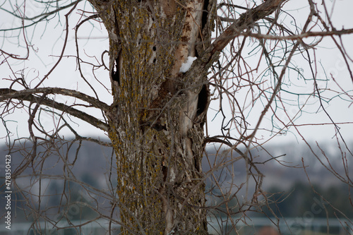 Dead Elm Tree in winter caused by Dutch Elm Disease (DED) (Ophiostoma ulmi)
 photo