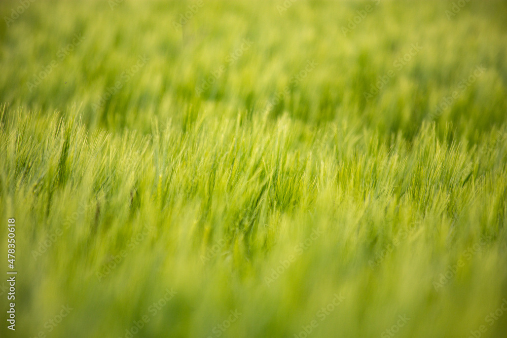 Landschaft Frühling grüne Landschaften Felder und wiesen Natur Biosphäre Naturschutz nachhaltig Getreide Wolken Himmel Landschaft Frühling grüne Landschaften Felder und wiesen Natur Biosphäre Naturschutz nachhaltig Getreide Wolken Himmel