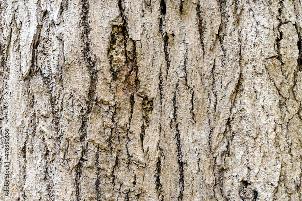 background, material, texture, old, surface, textured, pattern, wooden, closeup, brown, abstract, tree, nature, natural, timber, wood, board, structure, wallpaper, lumber, backdrop, forest
background, material, texture, old, surface, textured, pattern, wooden, closeup, brown, abstract, tree, nature, natural, timber, wood, board, structure, wallpaper, lumber, backdrop, forest