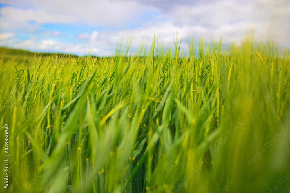 Obraz premium Landschaft Frühling grüne Landschaften Felder und wiesen Natur Biosphäre Naturschutz nachhaltig Getreide Wolken Himmel 