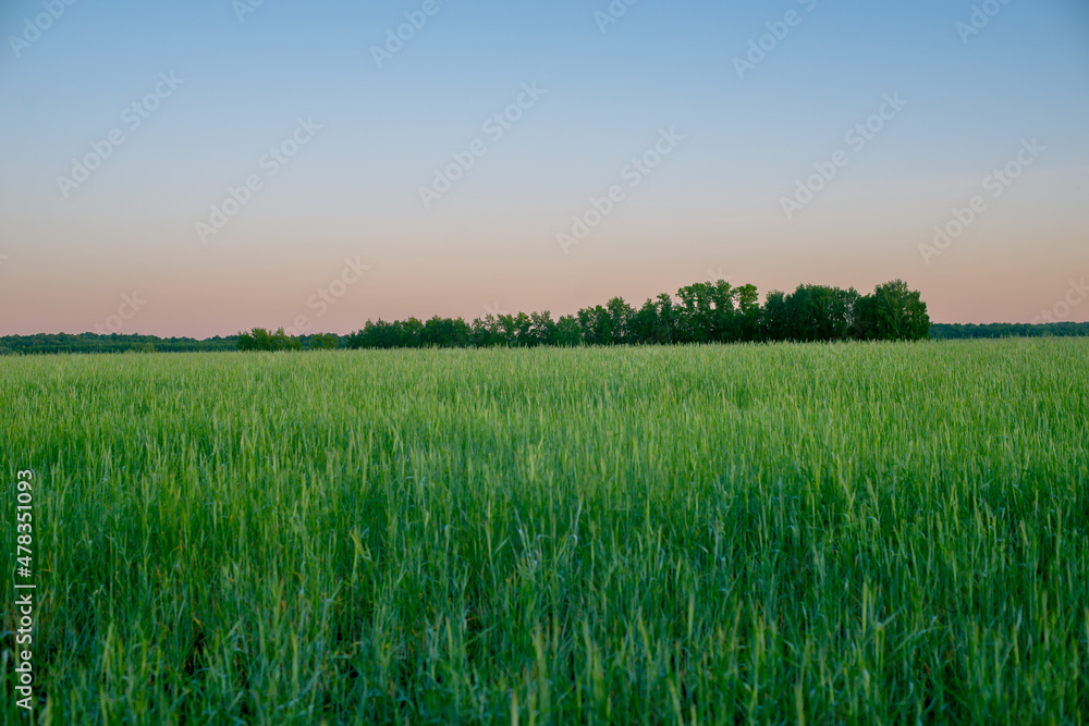 Green field at sunset. A farmer's field with ripening green wheat. Pink sunset.