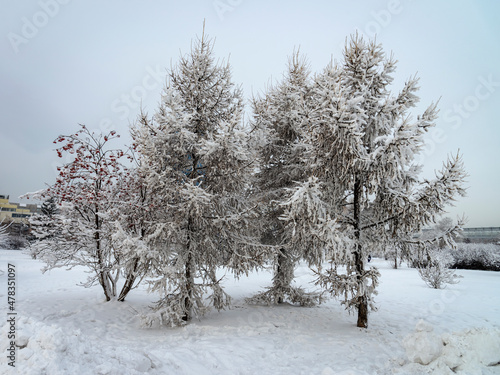 snow covered trees © Людмила Шеломицкая