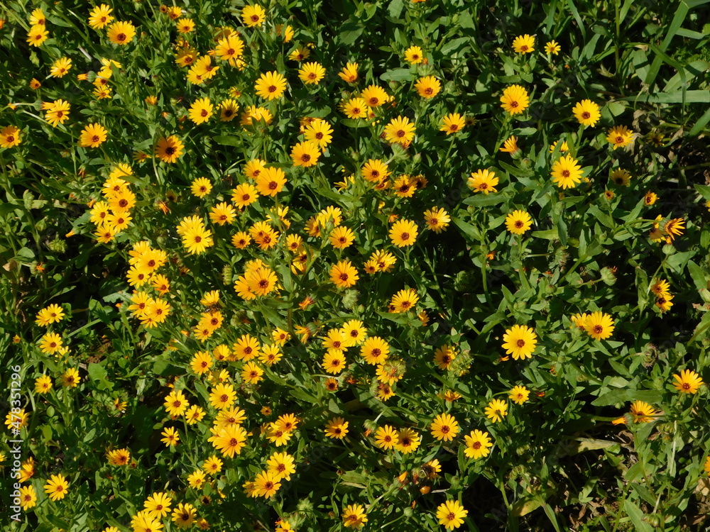Field marigold, or Calendula arvensis, wild, yellow flowers