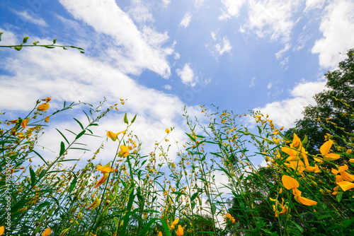 Por tuang (sunn hemp) is a legume plant that is widely cultivated for for use as green manure. flowers and sky for background in project photo