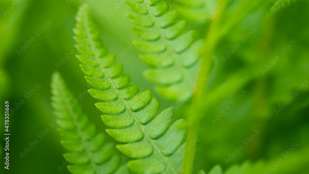 Nature Abstract: The Delicate Textured Leaves of the Beautiful Cinnamon Fern Nature Abstract: The Delicate Textured Leaves of the Beautiful Cinnamon Fern