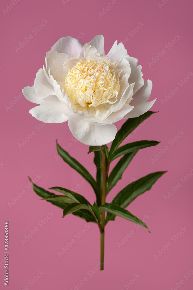 Elegant peony flower with white petals and yellow stamens isolated on pink background.