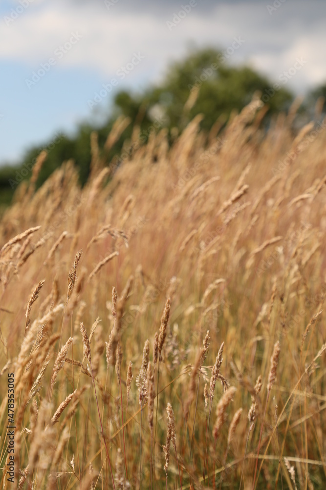 Fototapeta premium field of wheat