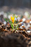 Sprouting crocus in a spring forest - selective focus, copy space