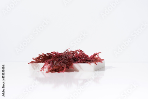 Agar Gelidium de algas rojas. Kanten sobre una piedra blanca. Fondo claro photo