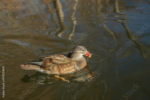 A female mandarin duck (Aix galericulata) swims in the water and picks food. © Amalia Gruber