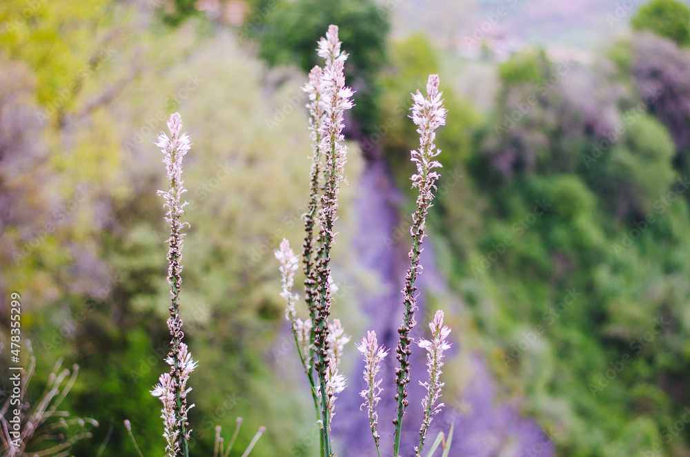 Fototapeta premium Veronicastrum sibiricum growing on mountain slope