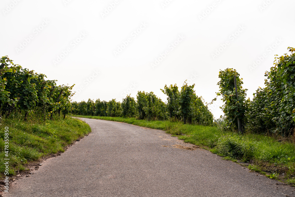 Asphalted walkway in the vineyards with grape vines on the sides