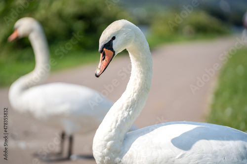 Fotografiet Swan with grass in the beak on a sidewalk in the countryside