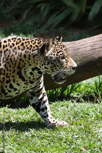 A on  a-pintada ou jaguar  tamb  m conhecida como on  a-preta     uma esp  cie de mam  fero carn  voro da fam  lia dos fel  deos encontrada nas Am  ricas. 