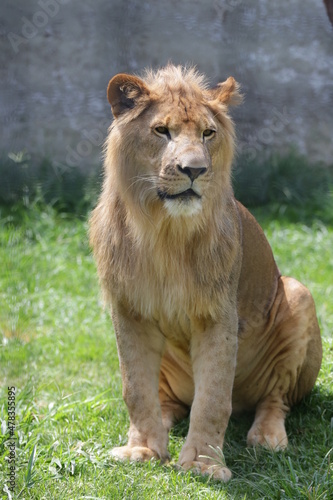 Fototapeta Naklejka Na Ścianę i Meble -  O leão é uma espécie de mamífero carnívoro do gênero Panthera e da família Felidae. A espécie é atualmente encontrada na África.