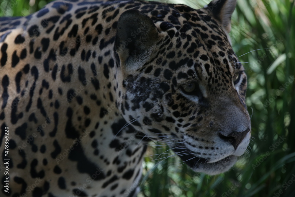 Fototapeta premium A onça-pintada ou jaguar, também conhecida como onça-preta, é uma espécie de mamífero carnívoro da família dos felídeos encontrada nas Américas.