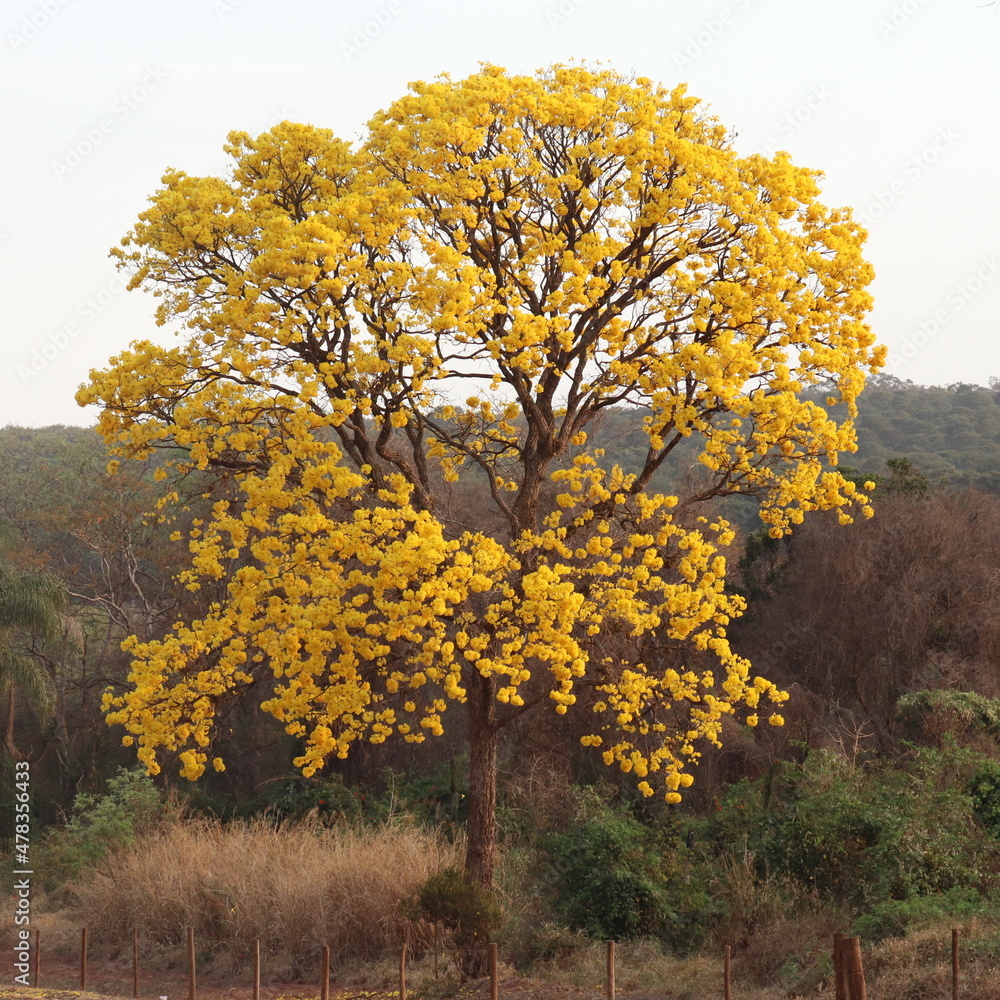 tree in autumn