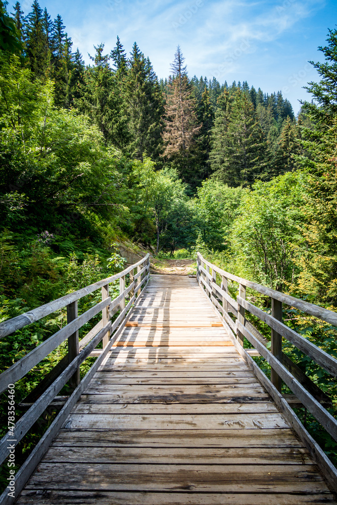 Wood bridge in a fir forest