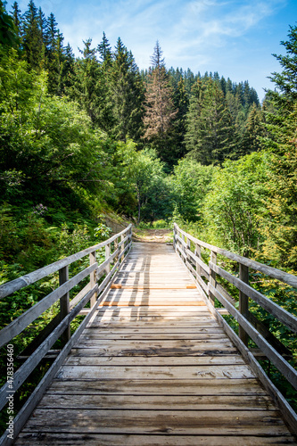 Wood bridge in a fir forest