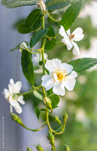 Beautiful of blooming small white rose flowers on branch in the garden  selective focus. Natural background.