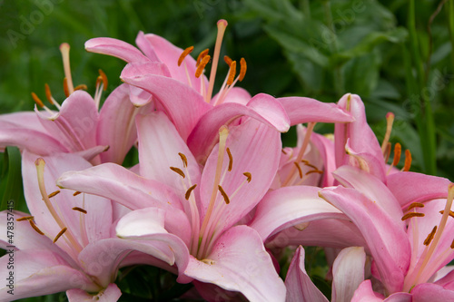 Beautiful pink lilies bloom in the garden. Close-up. Big bouquet. Copyspace.