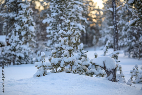 Snowy forest © liramaigums
