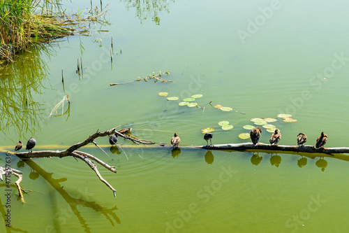 Flock of the ducks on branch of trer in river photo