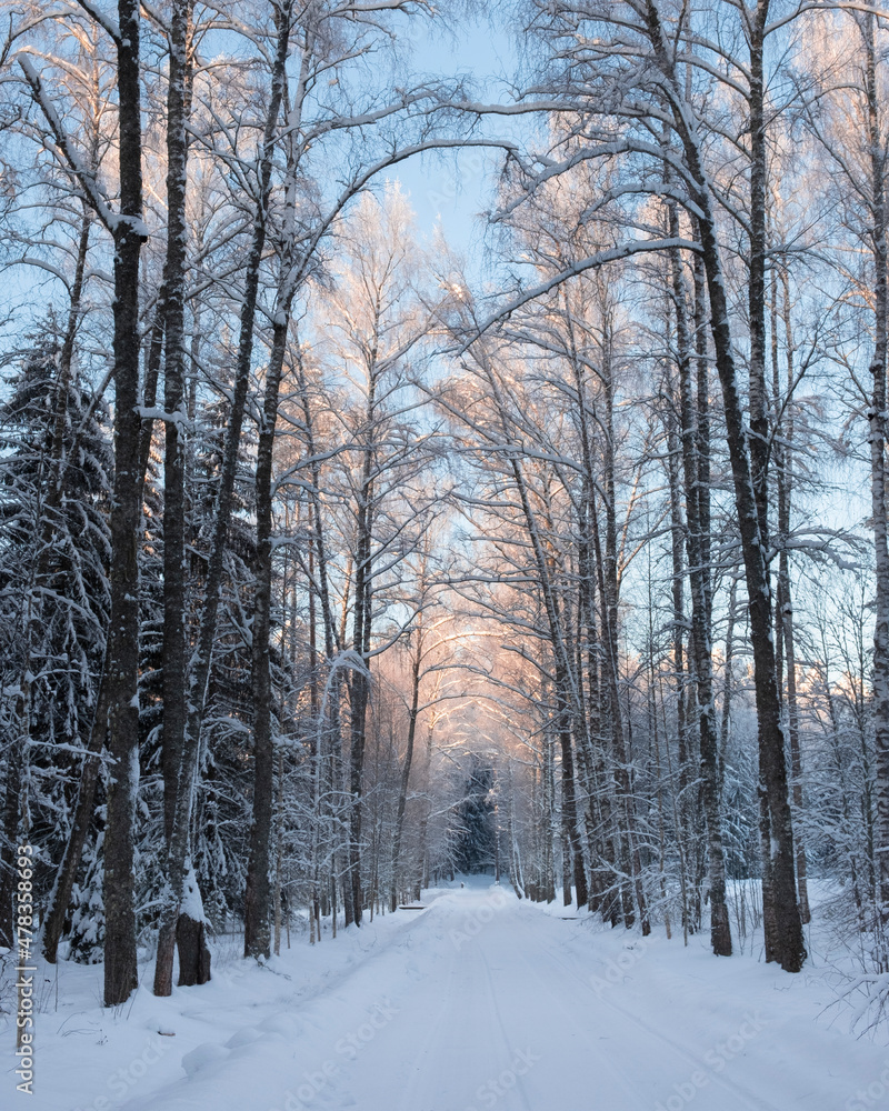 empty countryside route in winter forest on sunny day. scenic landscape way. empty countryside route in winter forest on sunny day. scenic landscape way.