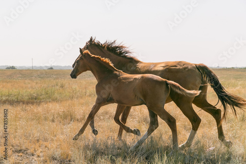 foal and mare running at field