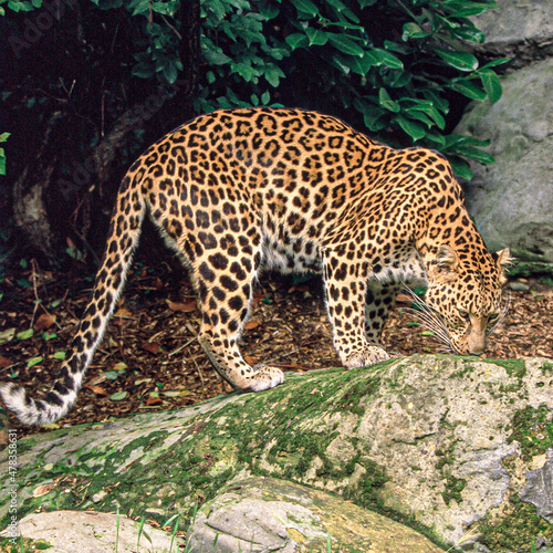 A female Amur Leopard sniffing her territory.