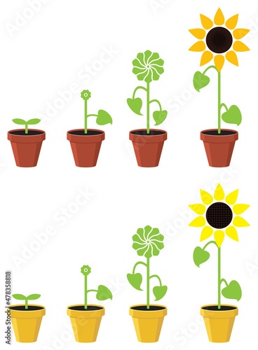 vector sunflower plant growth stages concept