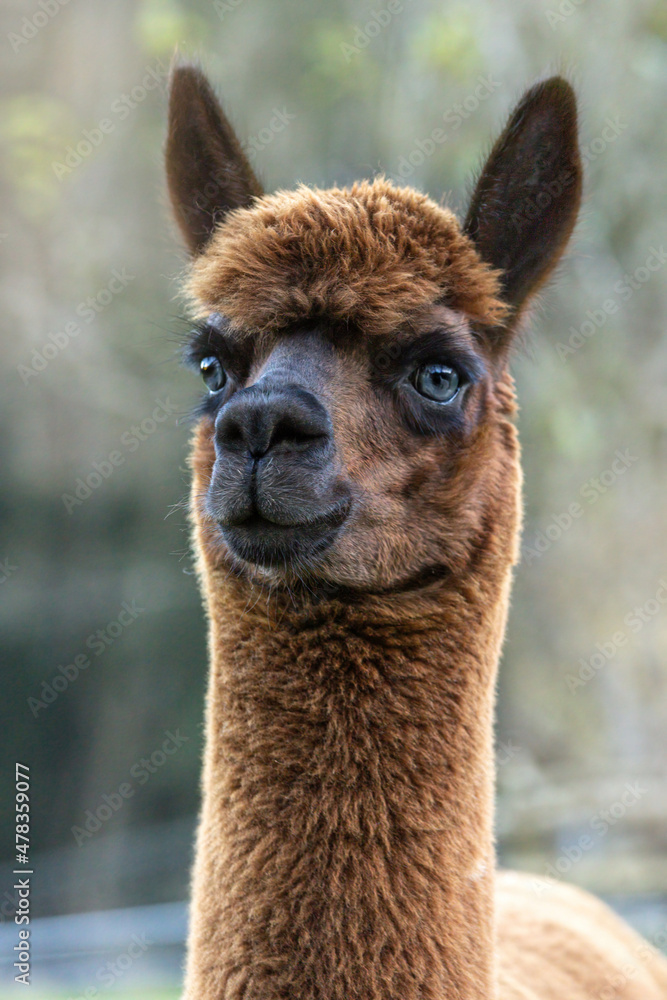 Portrait of an alpaca outdoors