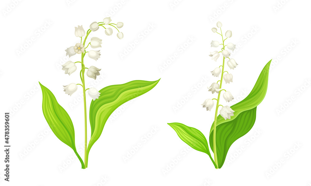 Obraz premium Lily of the Valley with Pendent Bell-shaped White Flowers Vector Set