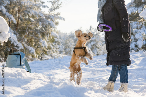 A young woman plays with her American Cocker Spaniel in the winter forest among the snow-covered pine trees. Sunny day. Medium shot. The dog is jumping for a toy.