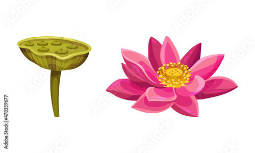 Water Lily Flower as Tropical Aquatic Herb Vector Set