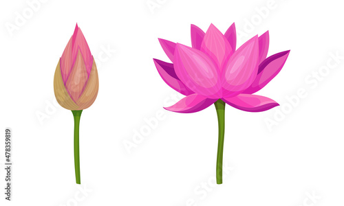 Water Lily Flower as Tropical Aquatic Herb Vector Set