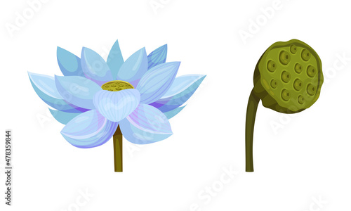Water Lily Flower as Tropical Aquatic Herb Vector Set