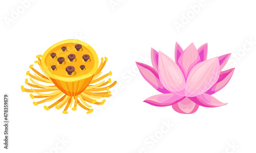 Water Lily Flower as Tropical Aquatic Herb Vector Set