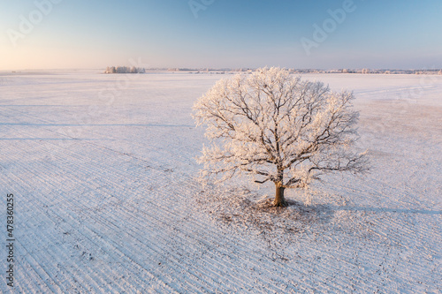 White oak from above