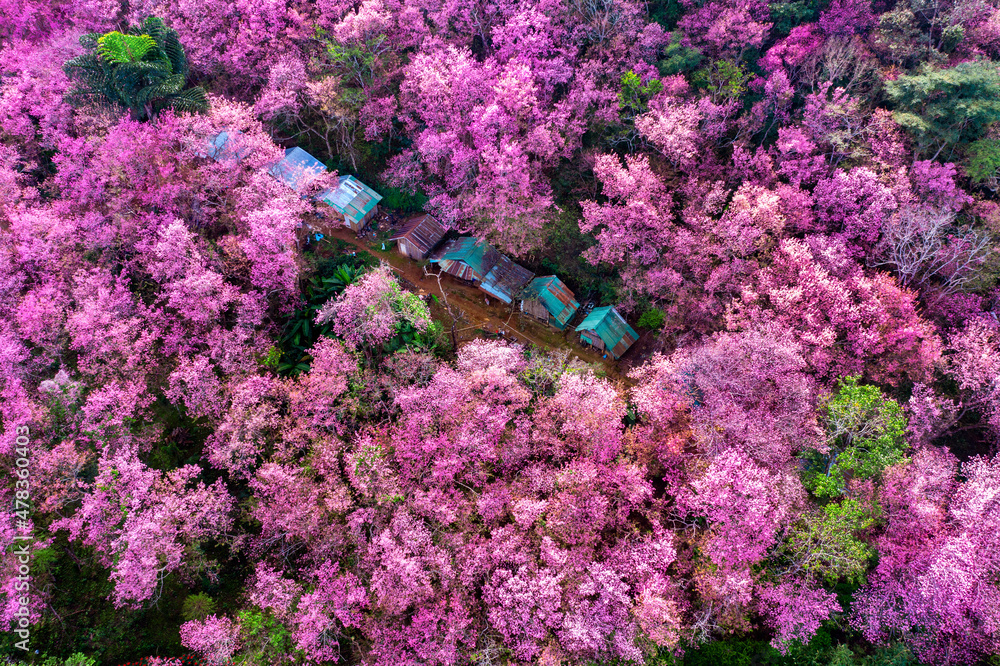 Εκτύπωση καμβά Aerial view of cherry blossom tree at Phu chi fa mountains in Chiang rai province, Thailand