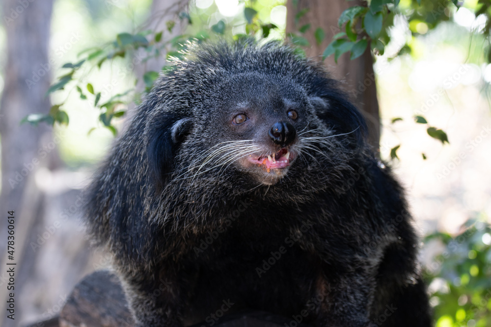Fototapeta premium Close up Cute bear , Binturong, on the tree