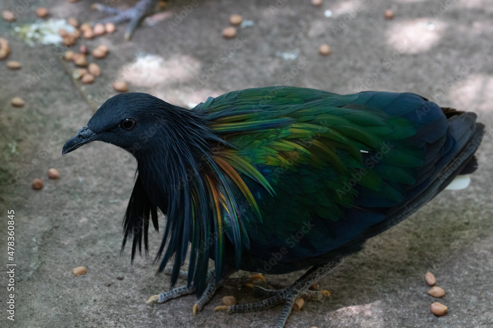 Fototapeta premium Close up Nicobar Pigeon, Nicobar Dove